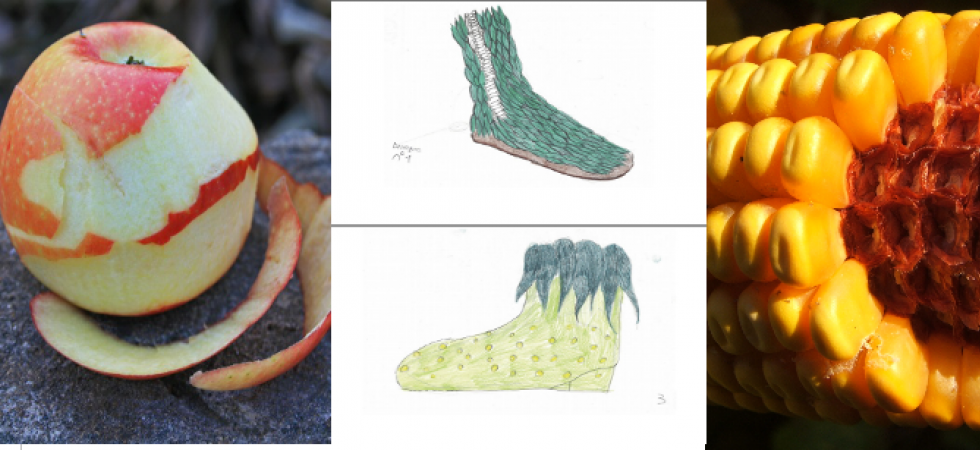 Scarpe realizzate con gli scarti alimentari (dalla buccia di mela al nocciolo delle olive)